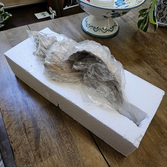 Horse Conch Seashell Decor Bowl - Picture 10 of 10